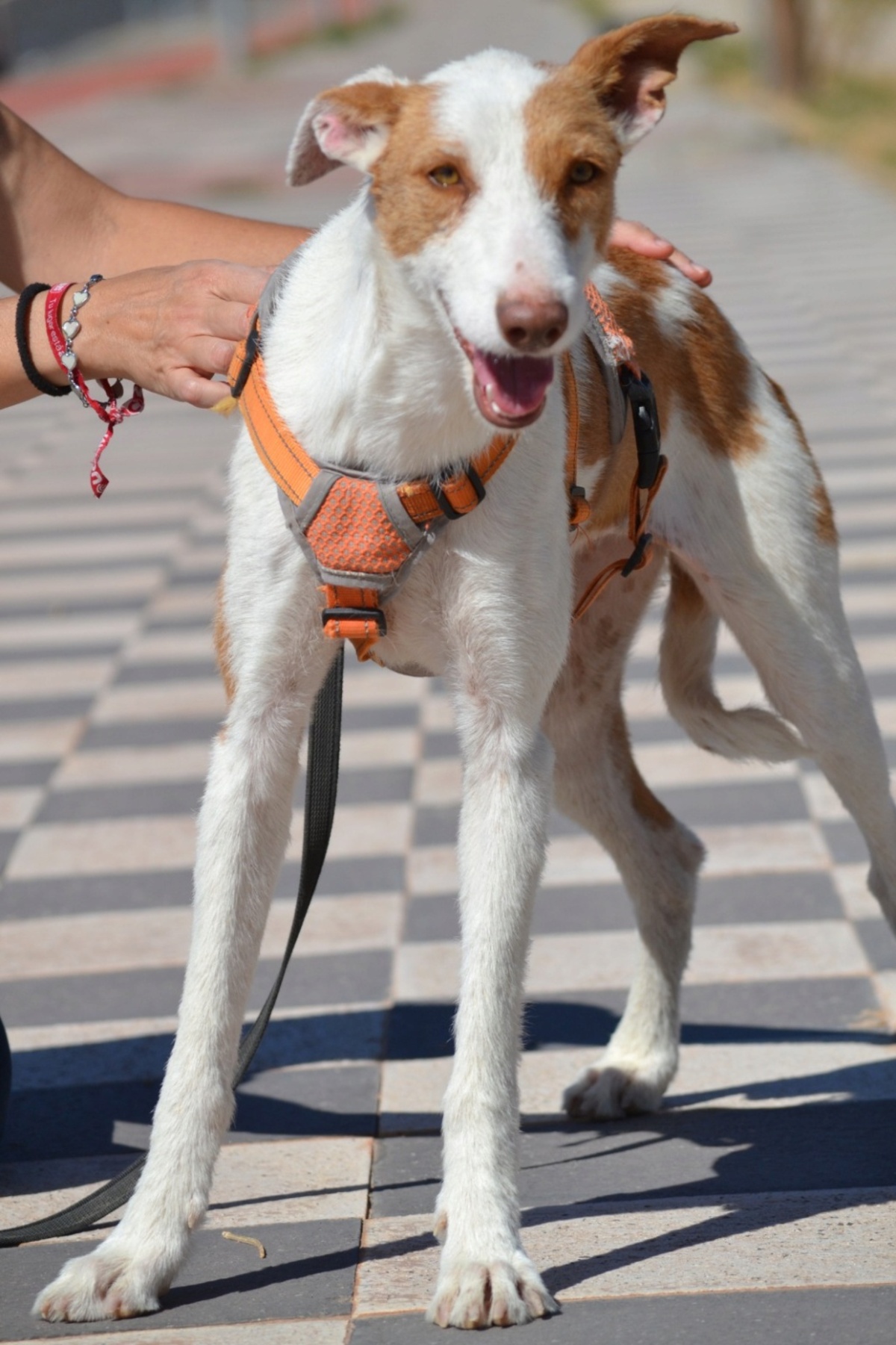 Adoption Orza