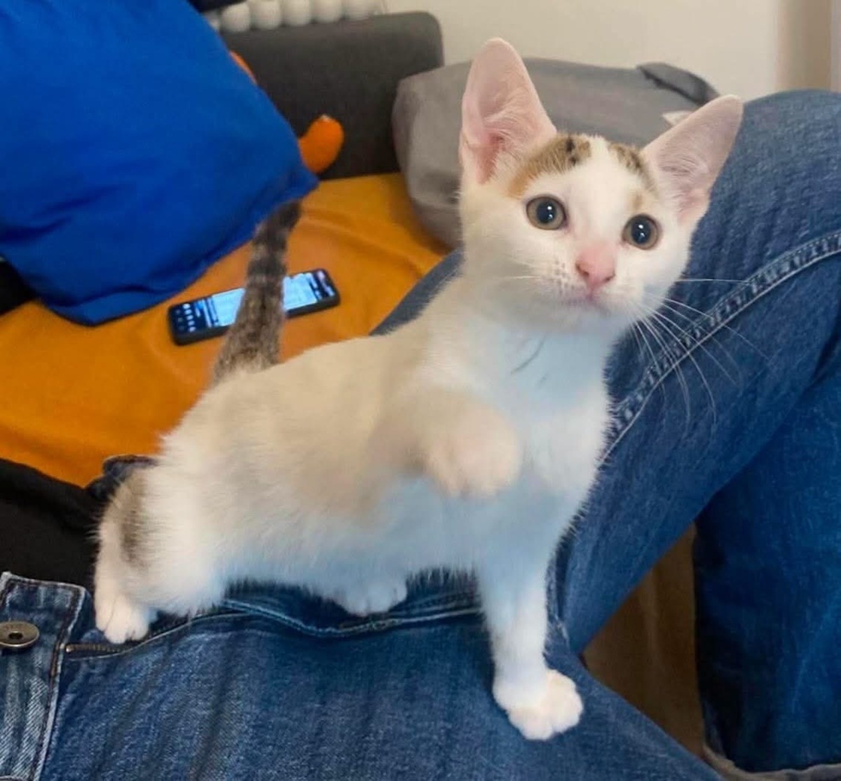 Adoption KUSMI