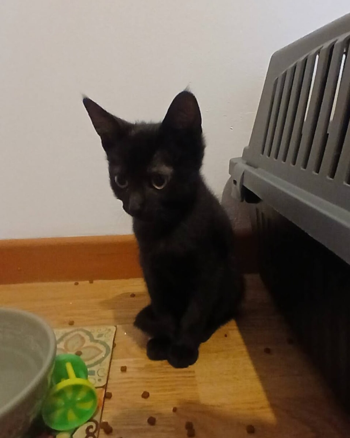 Adoption Vio