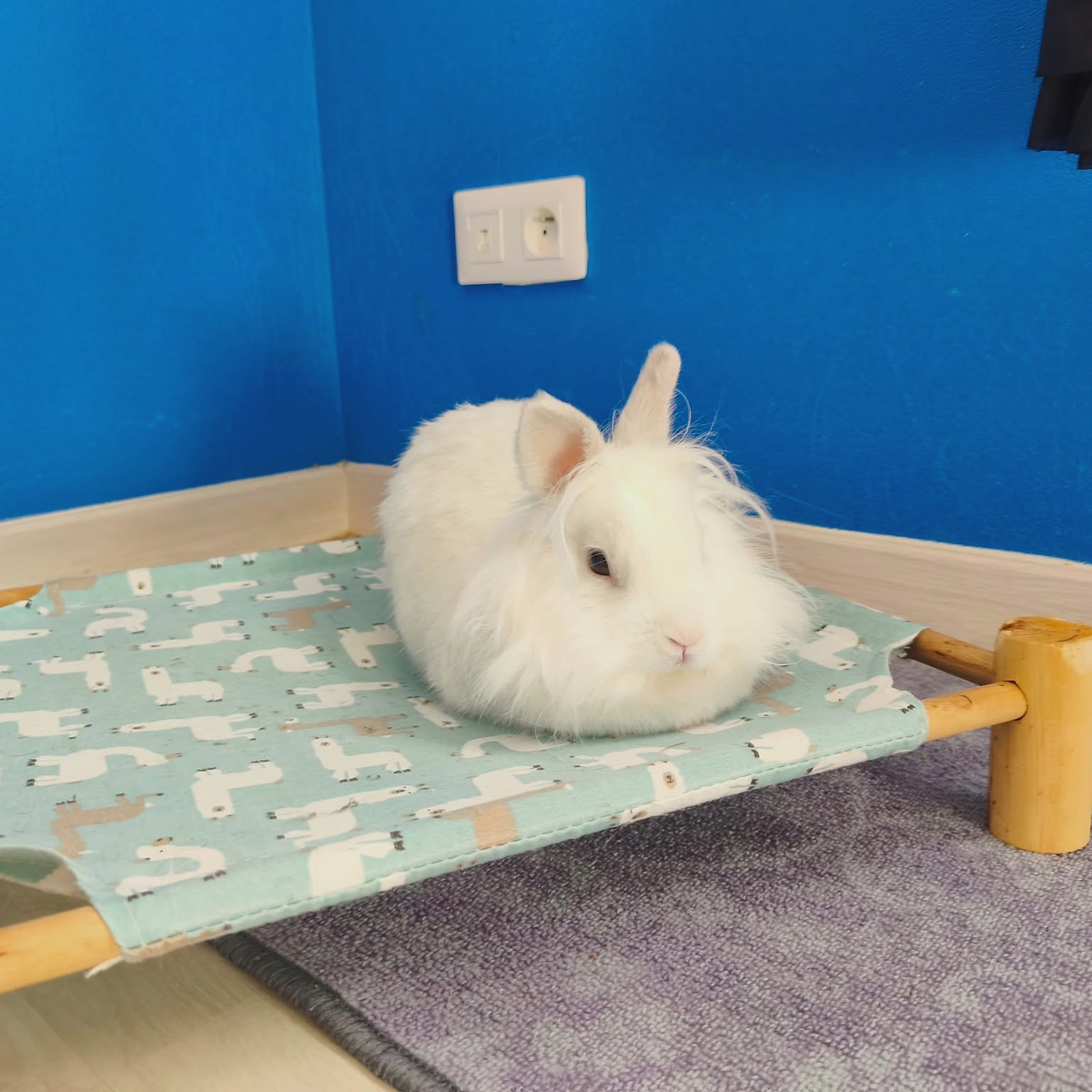 Adoption Vermeer
