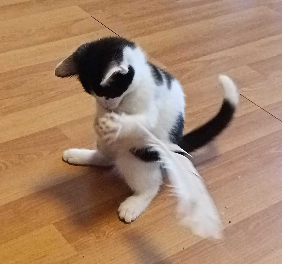 Adoption Jupiter