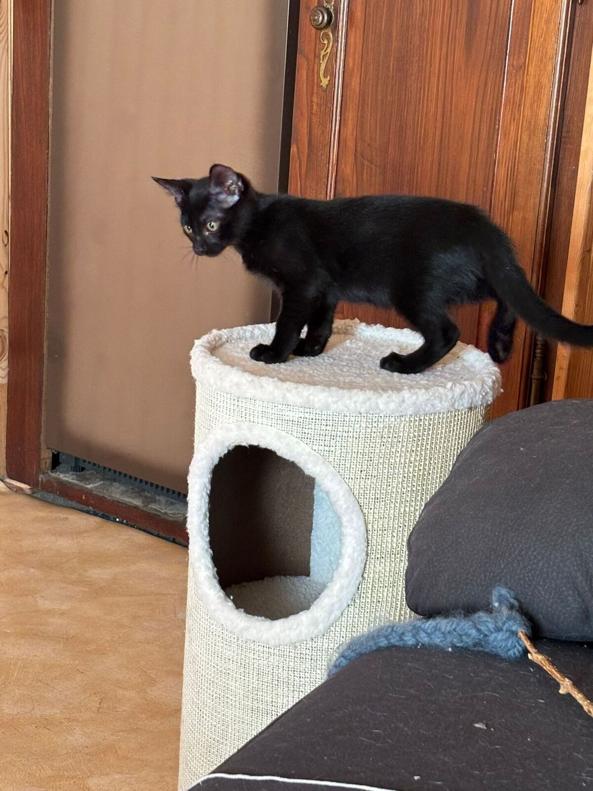 Adoption Aria