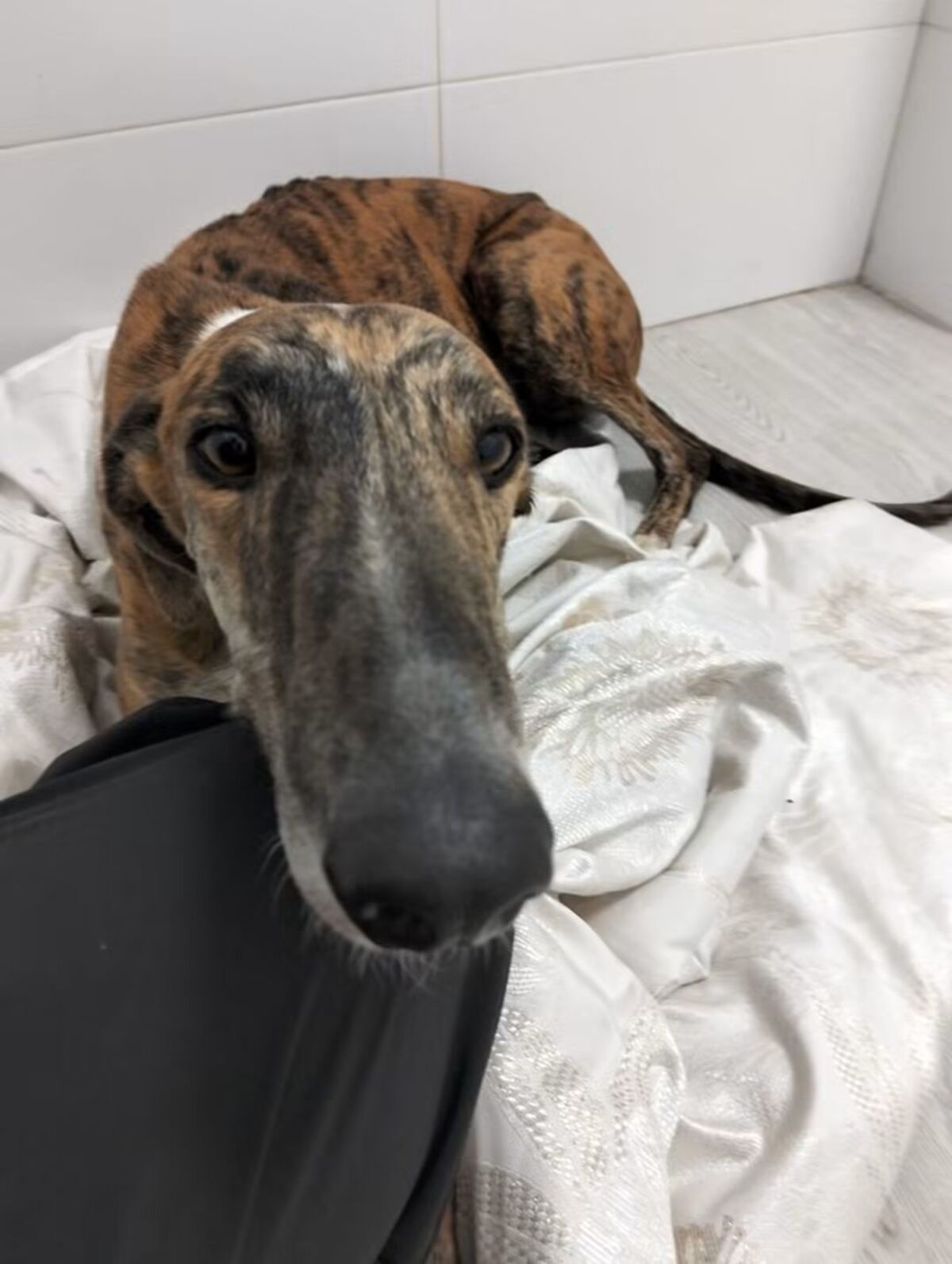 Adoption Juqueton