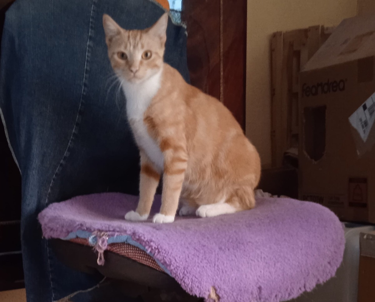 Adoption Lowe et Saphyr