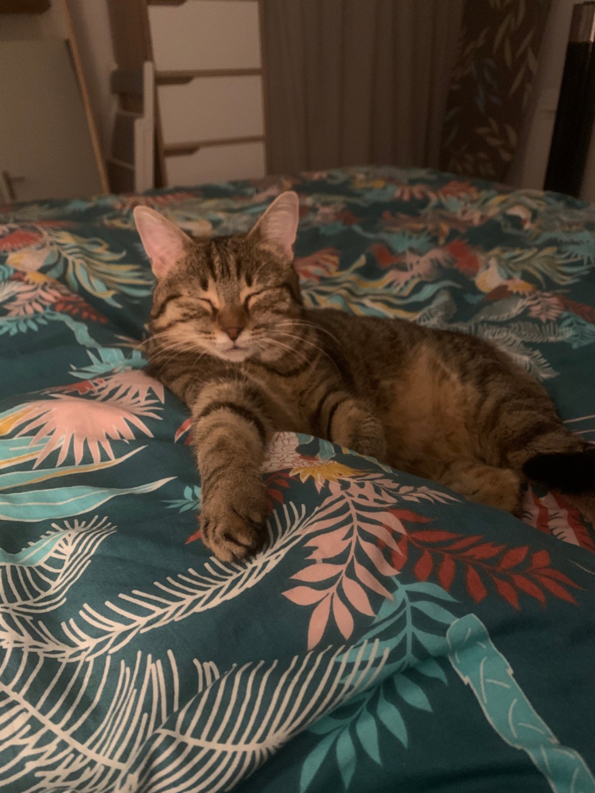 Adoption Lilie