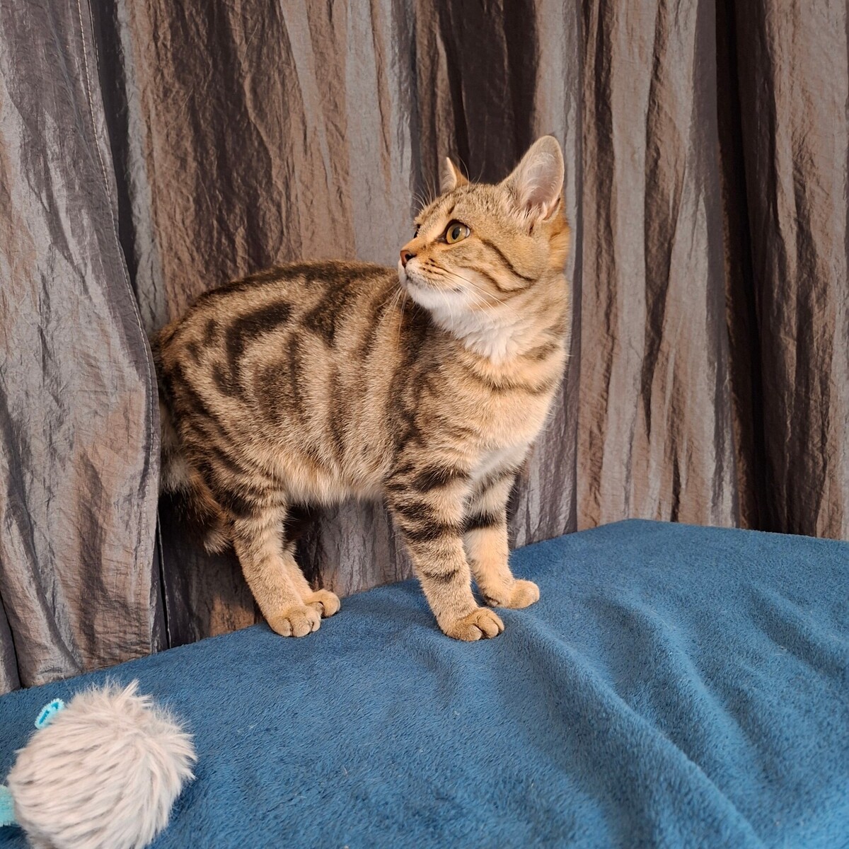 Adoption Mina