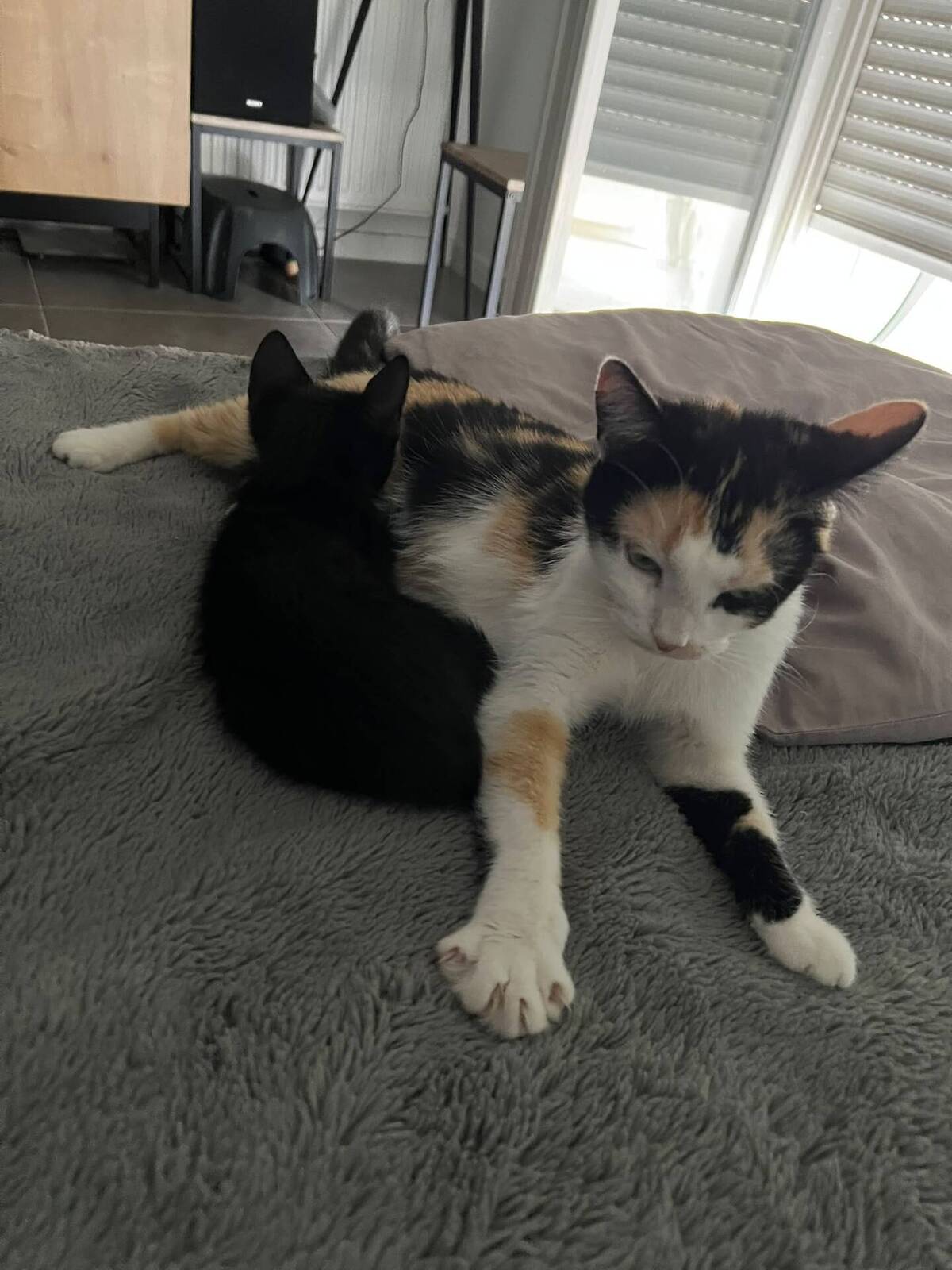 Adoption Lila