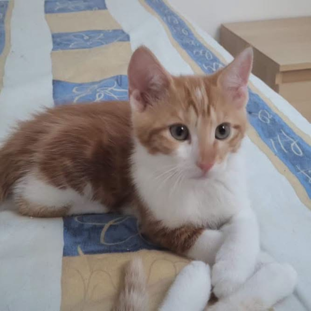 Adoption Castor et Pollux
