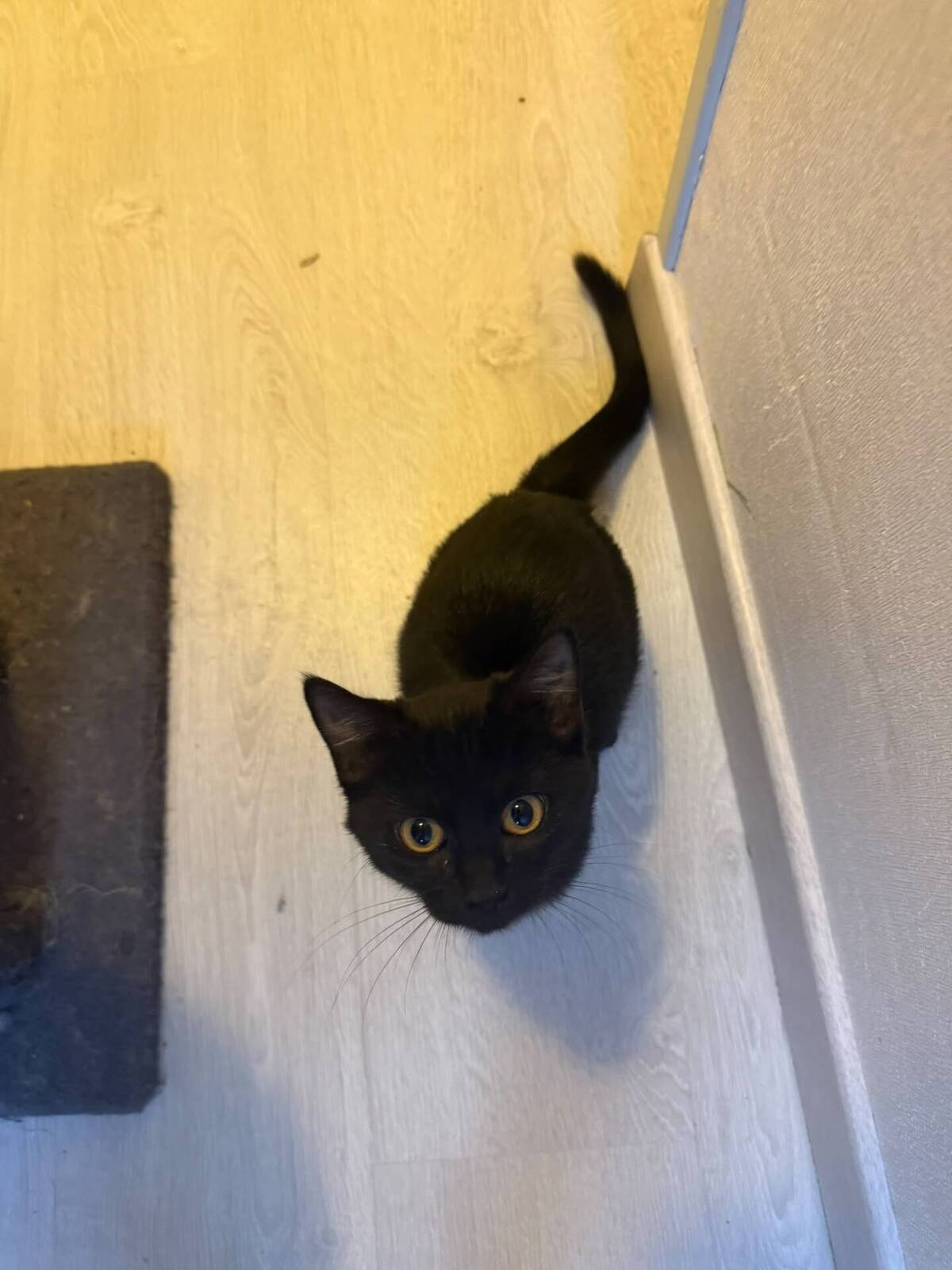 Adoption Beryl