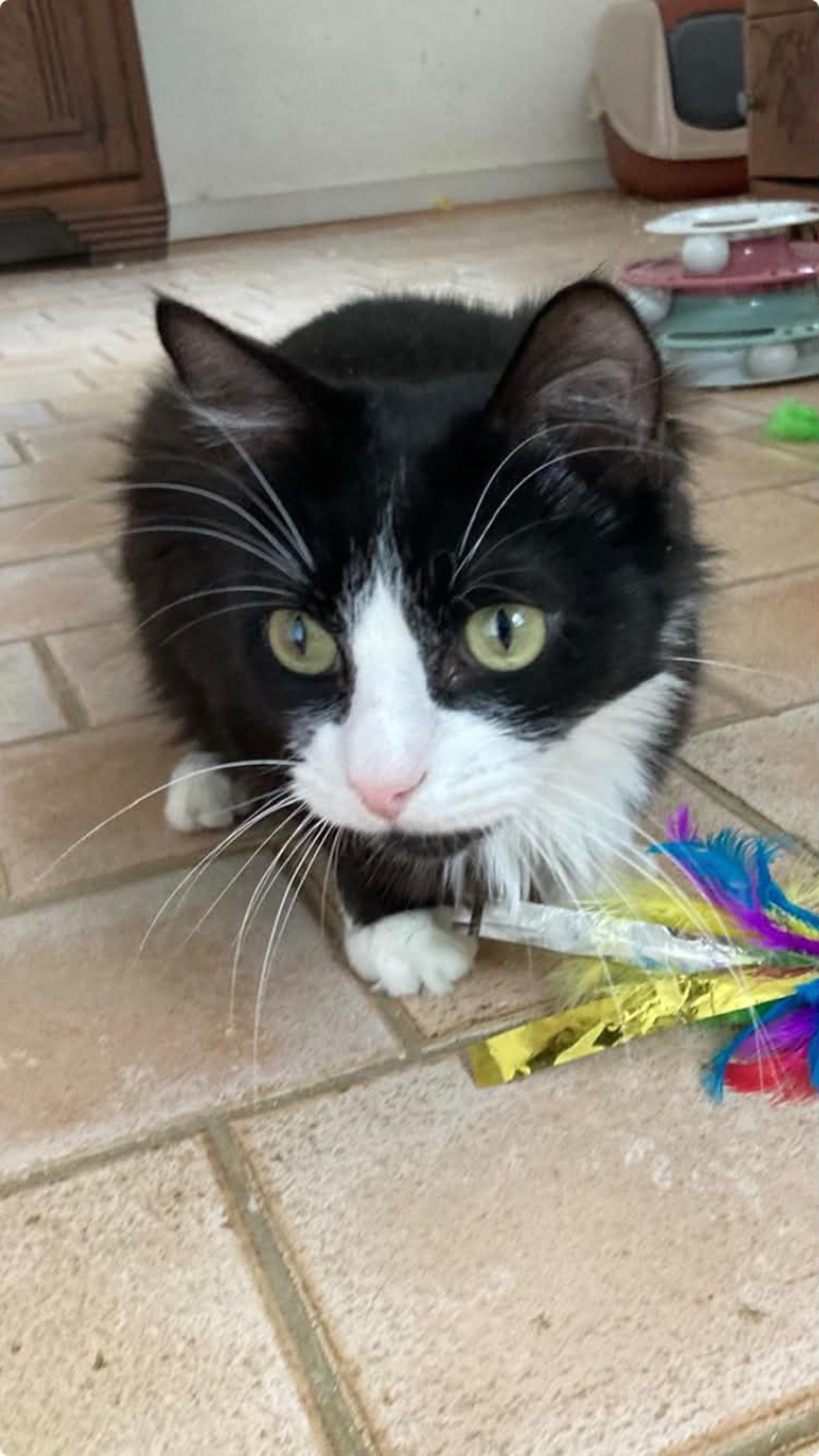 Adoption Jules