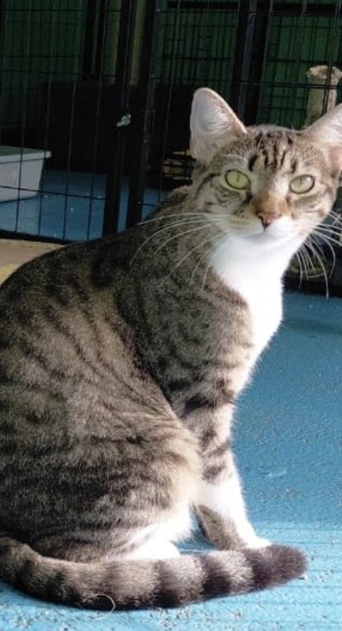 Adoption Nala