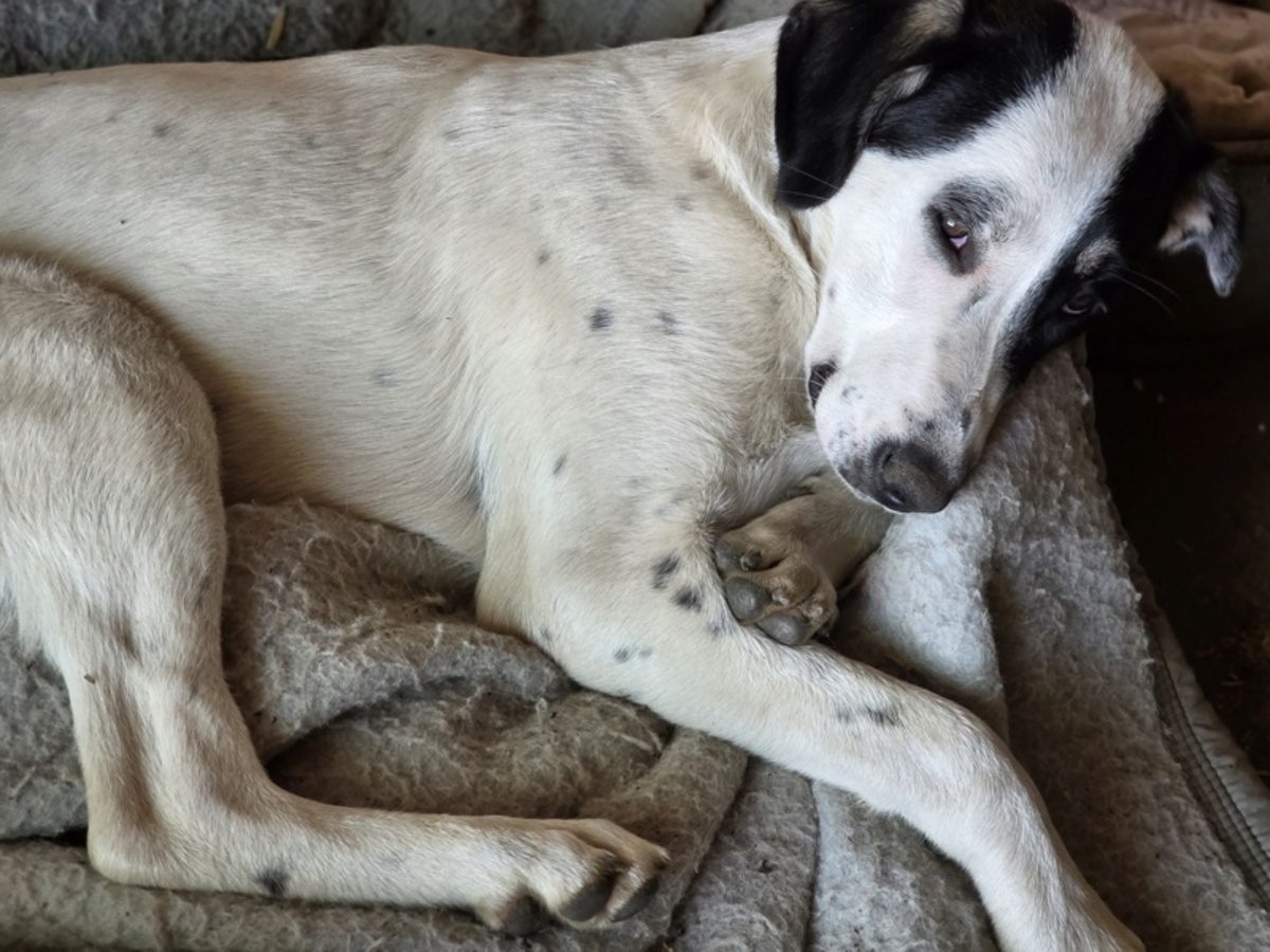 Adoption Tasha