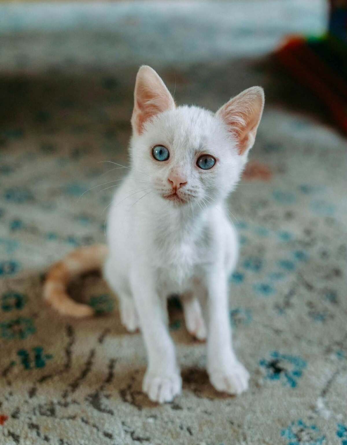 Adoption KIMCHI