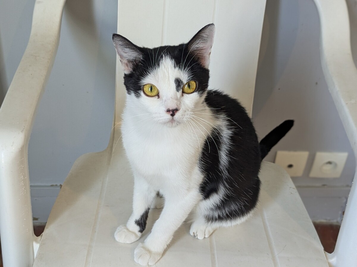 Adoption Aryna