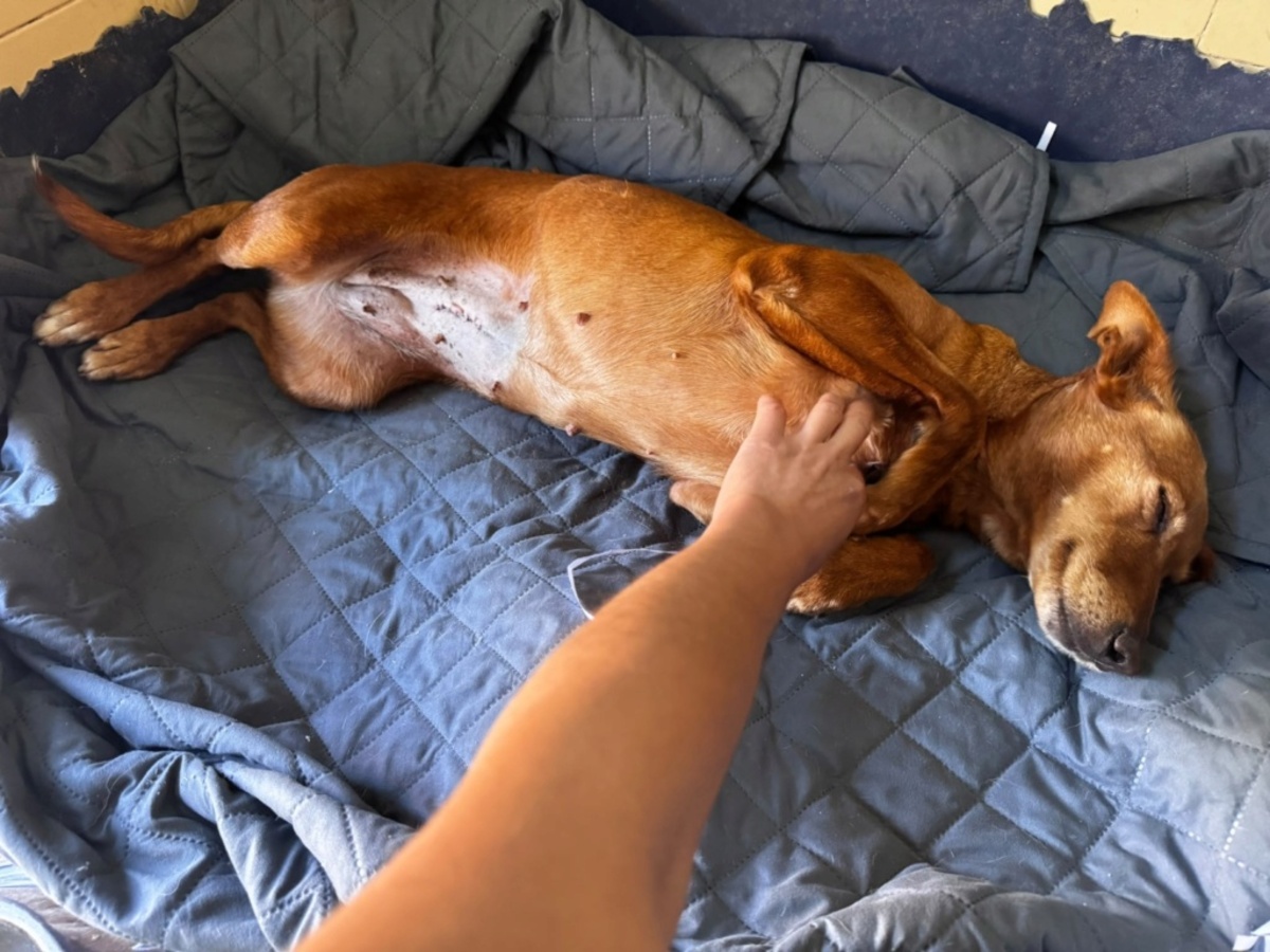 Adoption Vilma