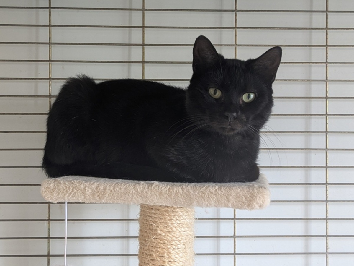 Adoption Brio