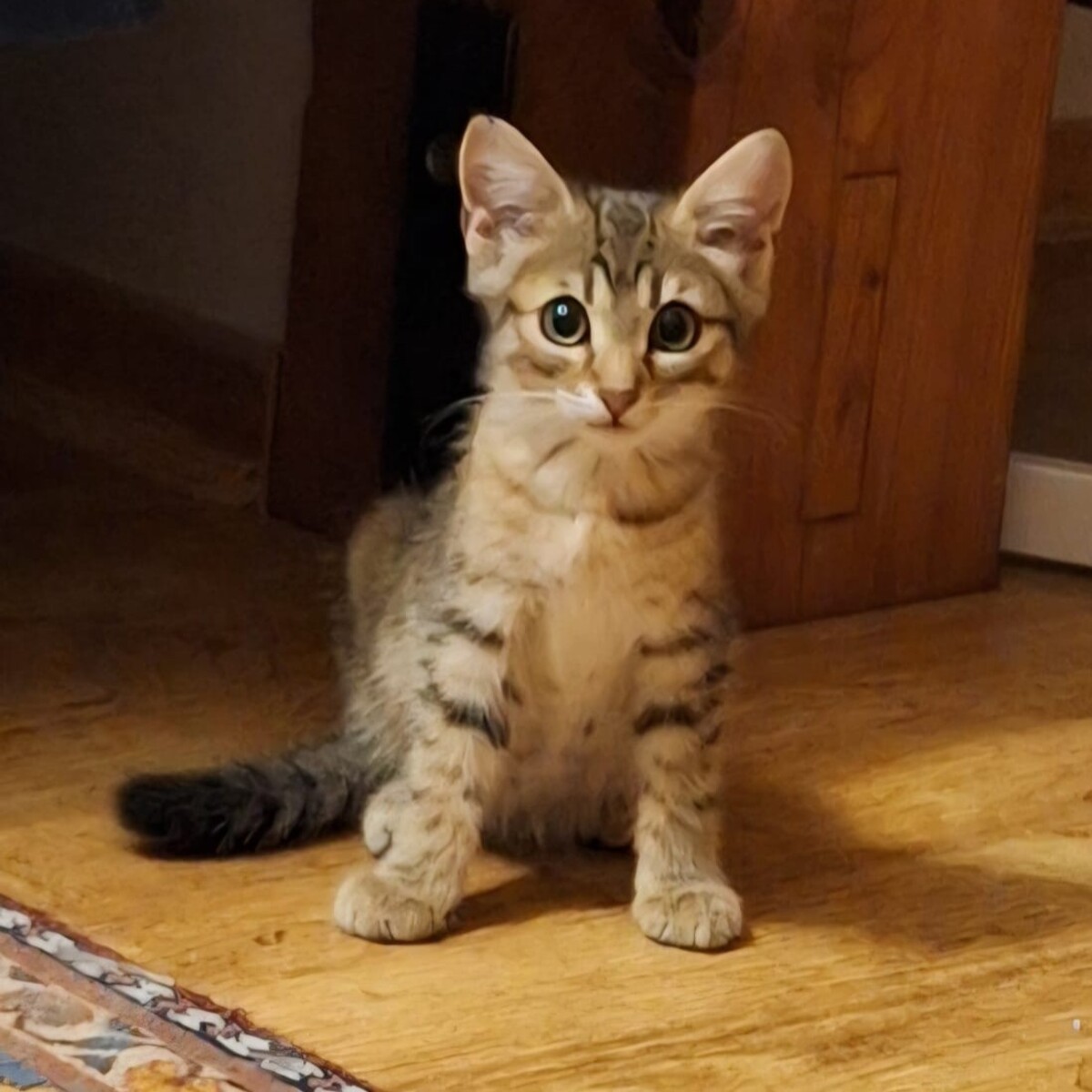 Adoption Louky