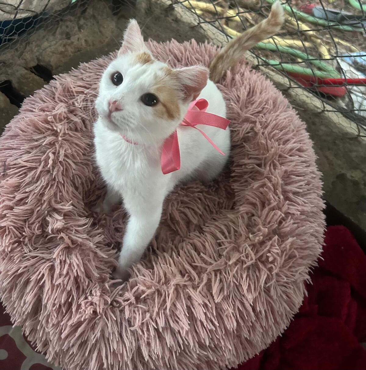 Adoption Chilin
