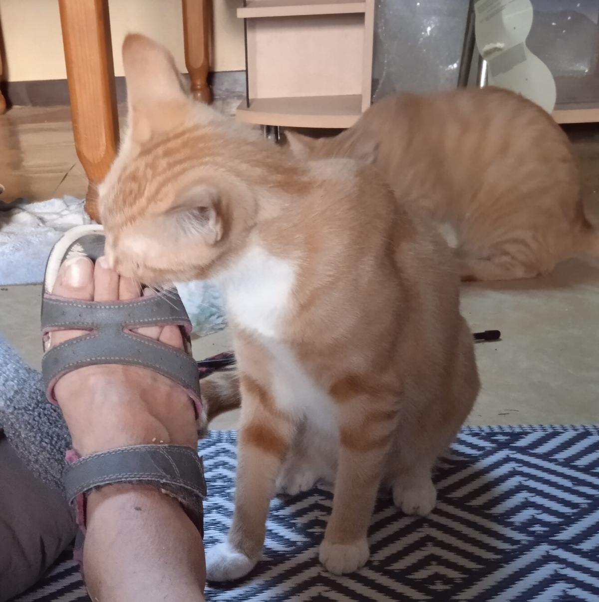 Adoption Lowe et Saphyr