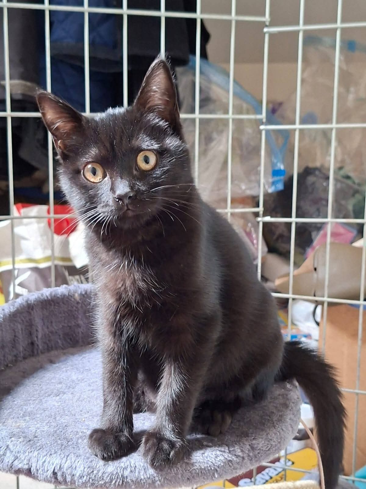 Adoption Lolly
