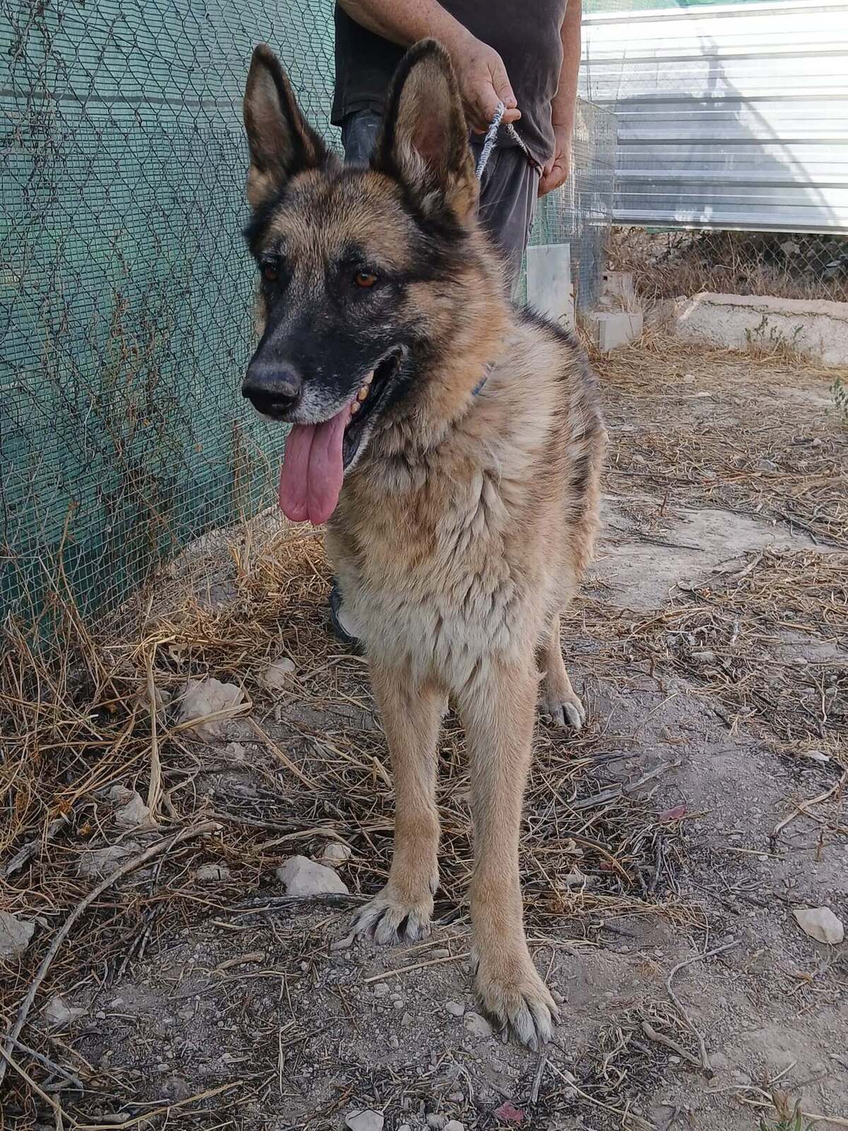Adoption Ben