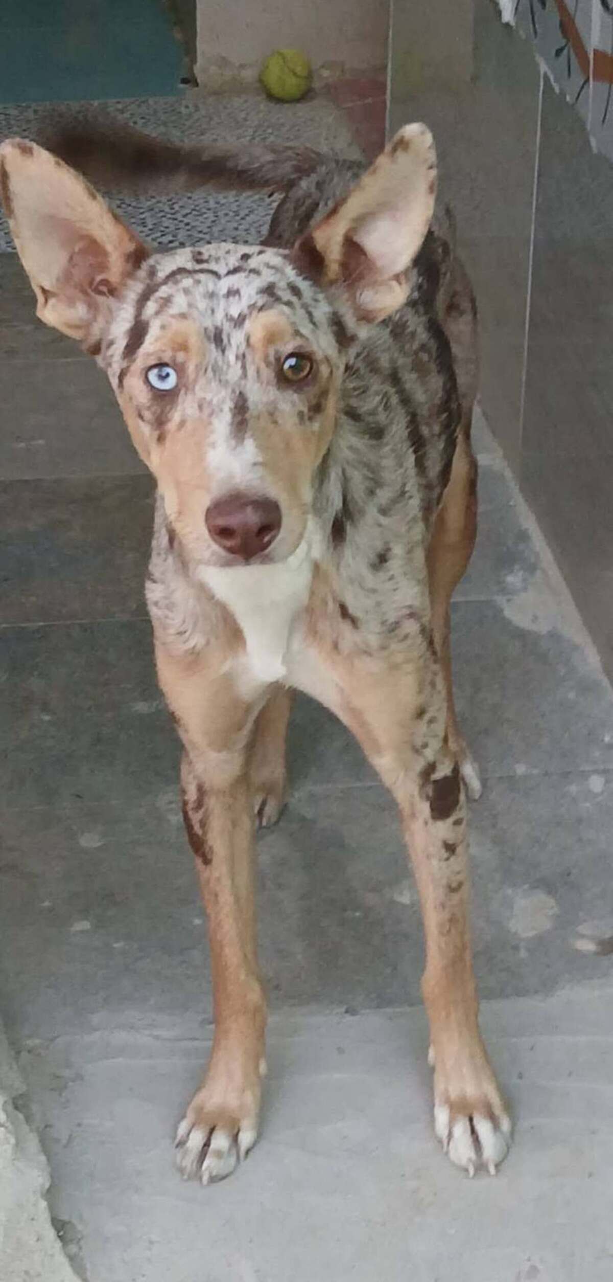 Adoption Epi