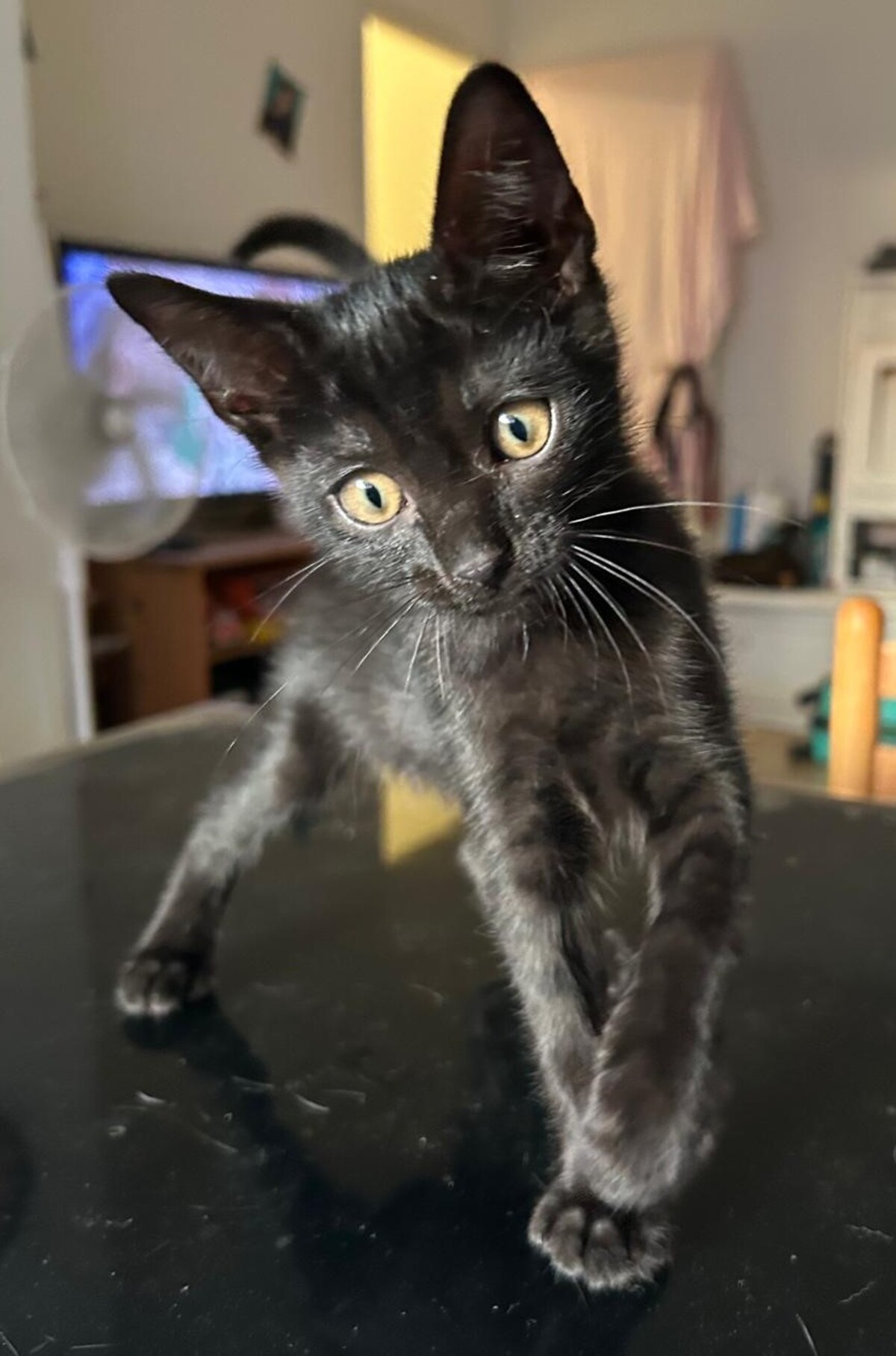 Adoption BLUE