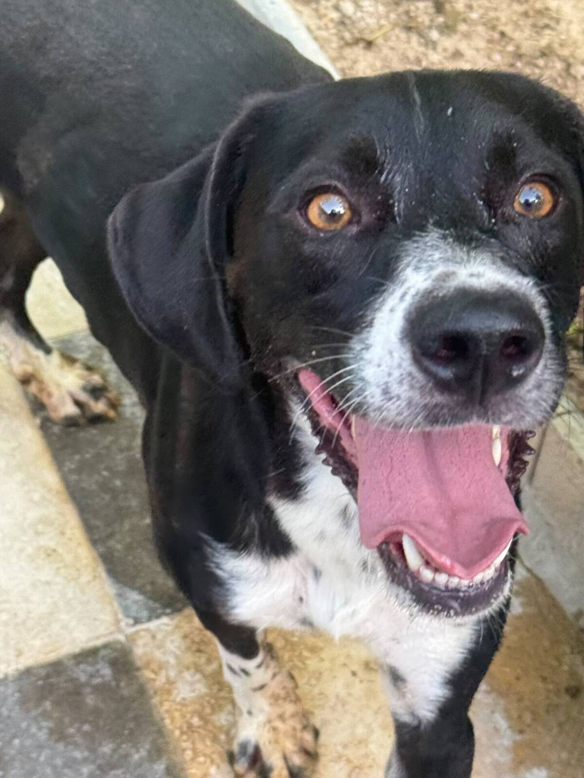 Adoption Morgan