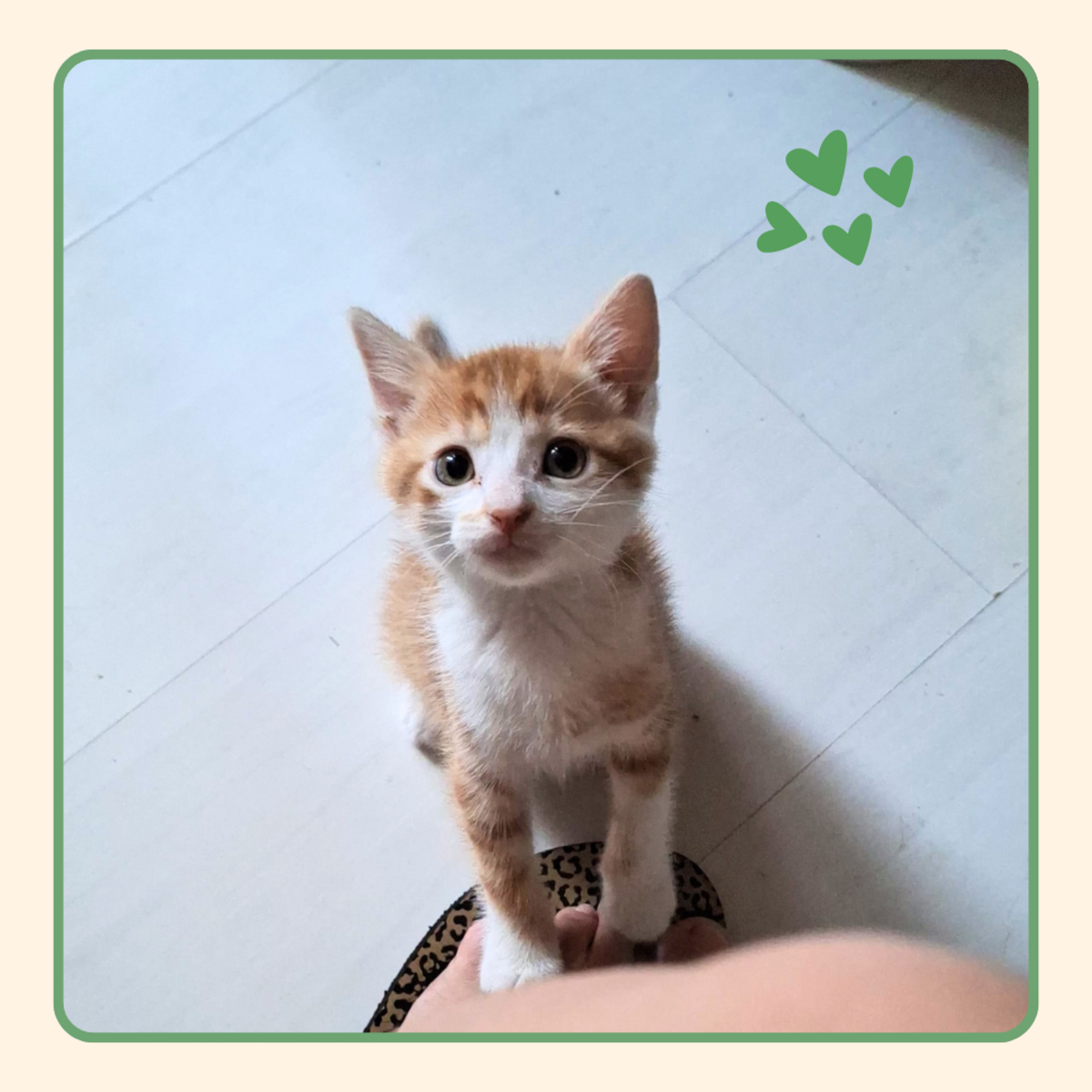 Adoption Björn