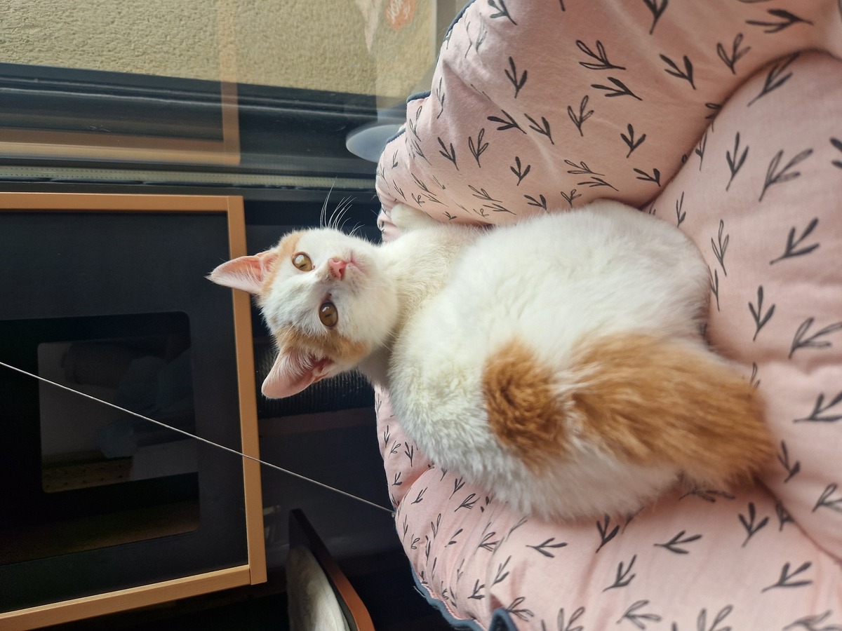 Adoption Houmous