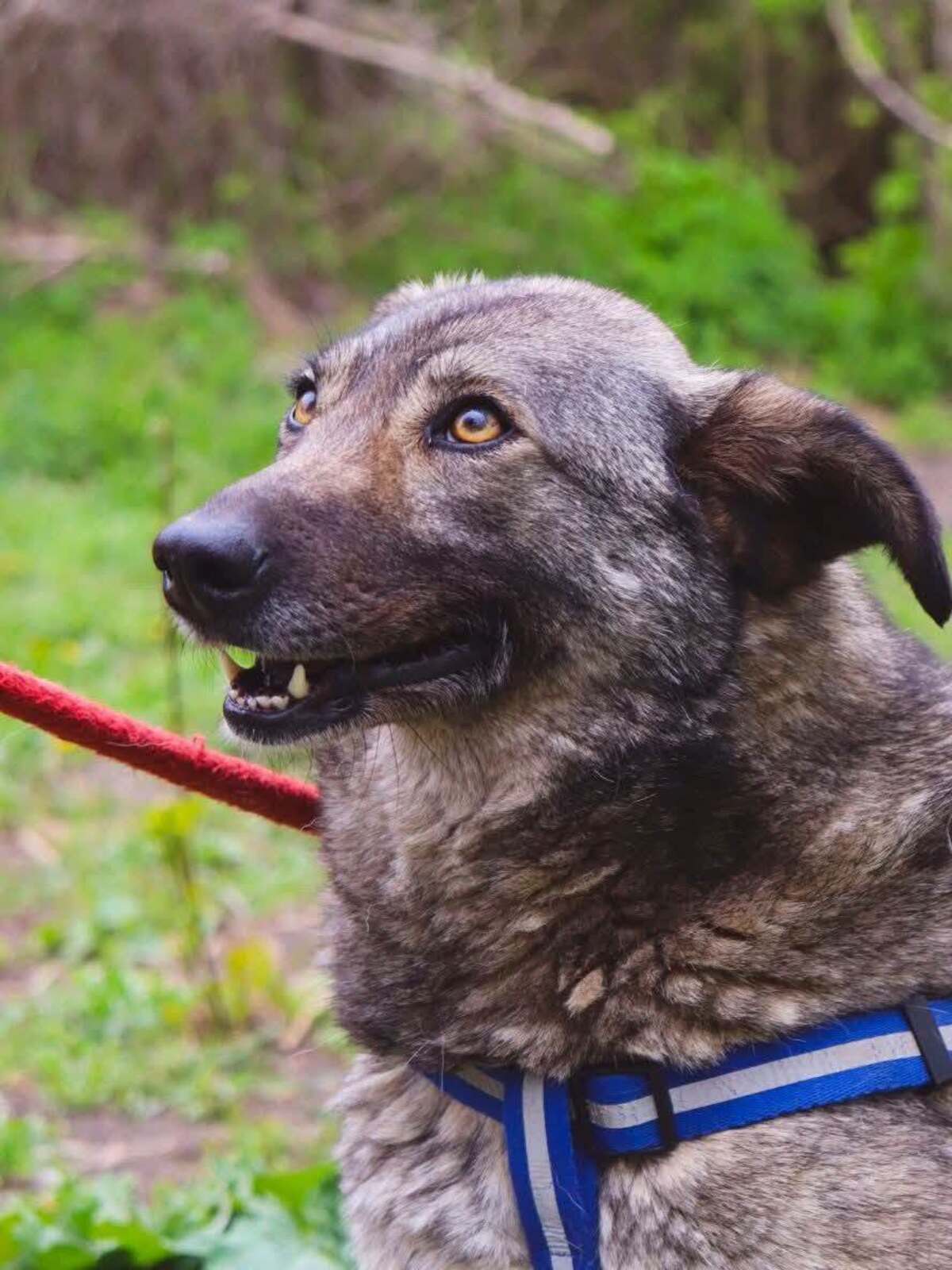 Adoption Marmishka