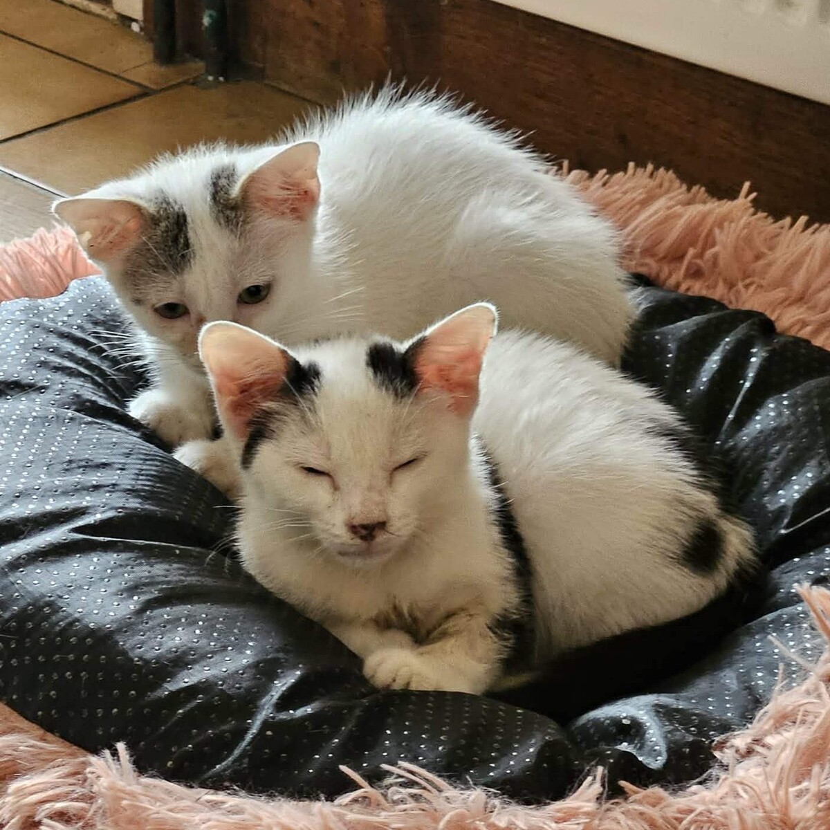 Adoption BASKET