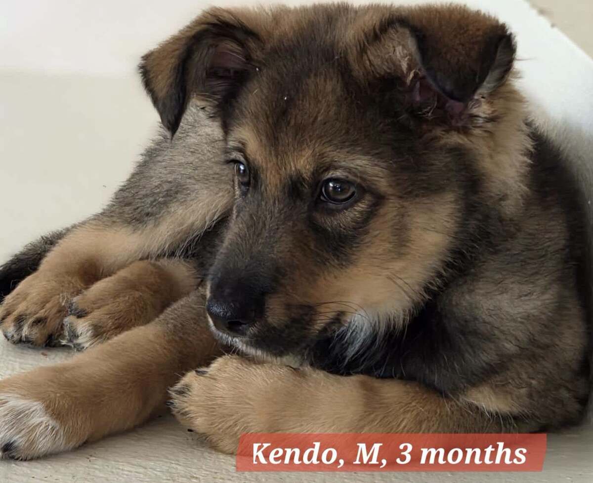 Adoption KENDO
