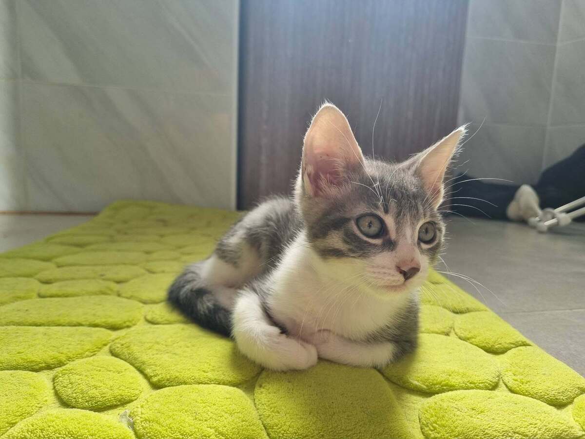 Adoption Balos