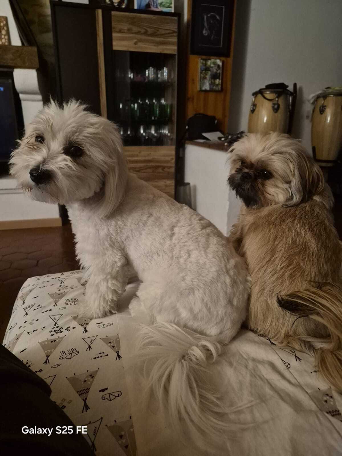 Adoption Maya et Bella
