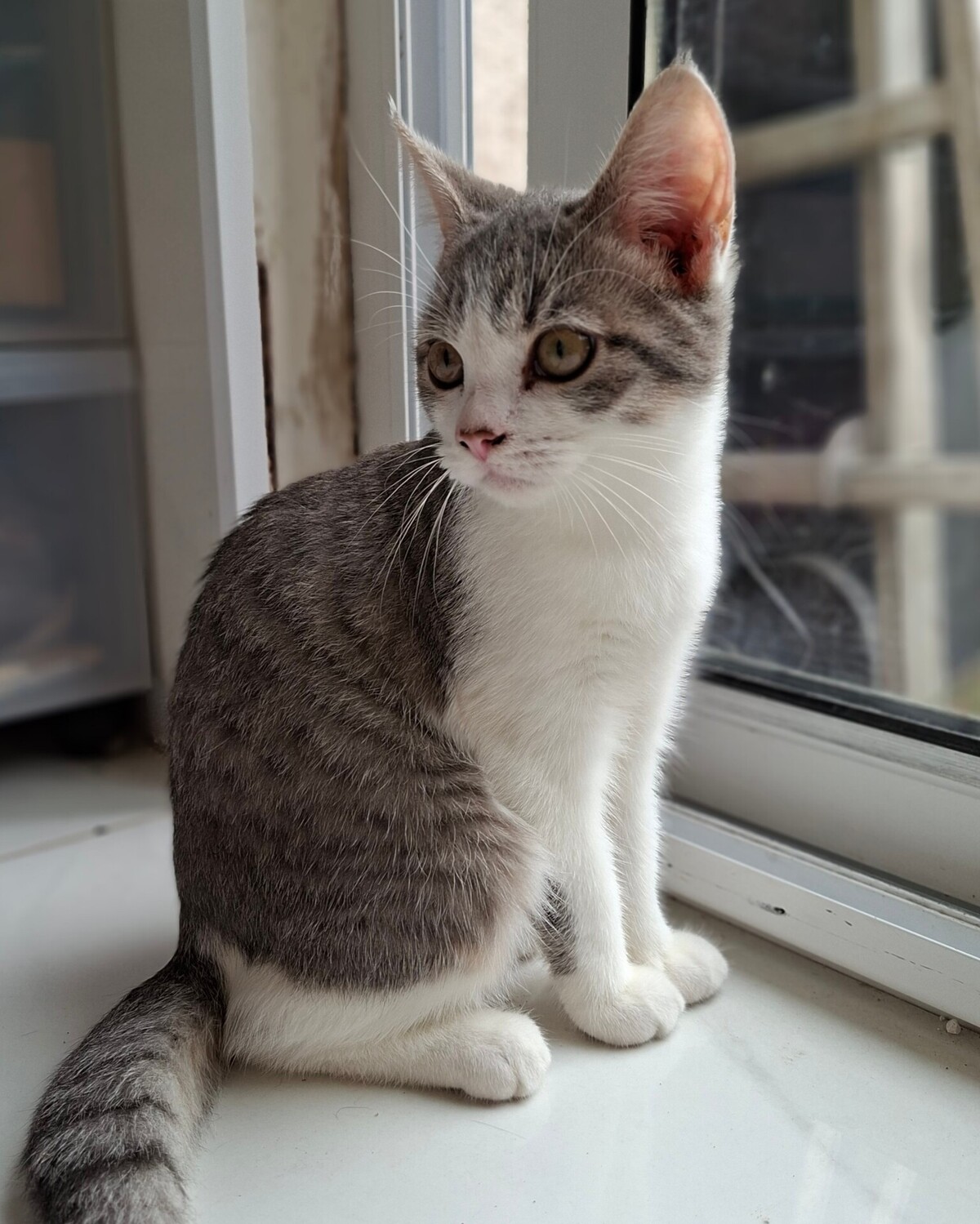 Adoption BUSTER