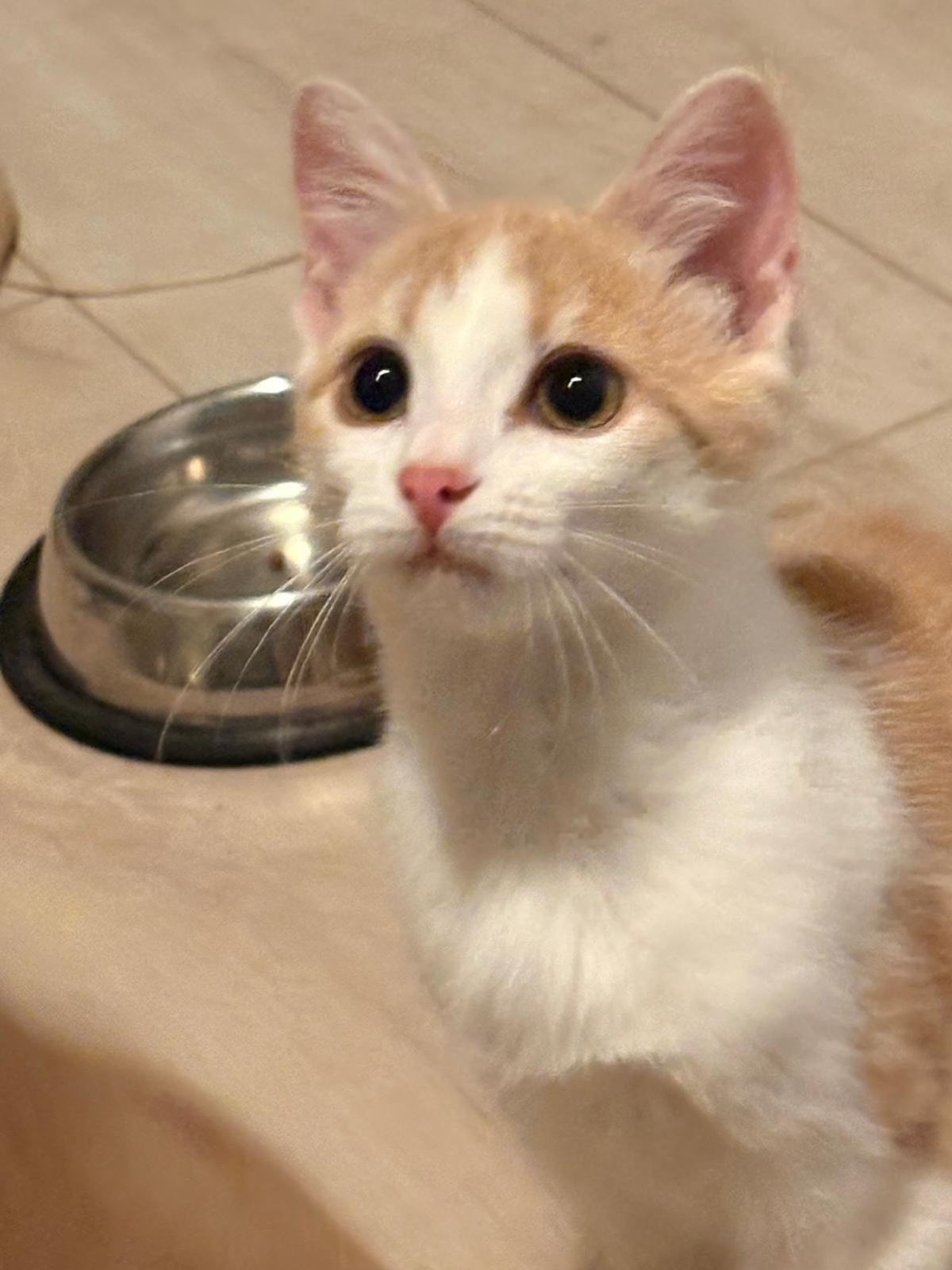 Adoption Betsy