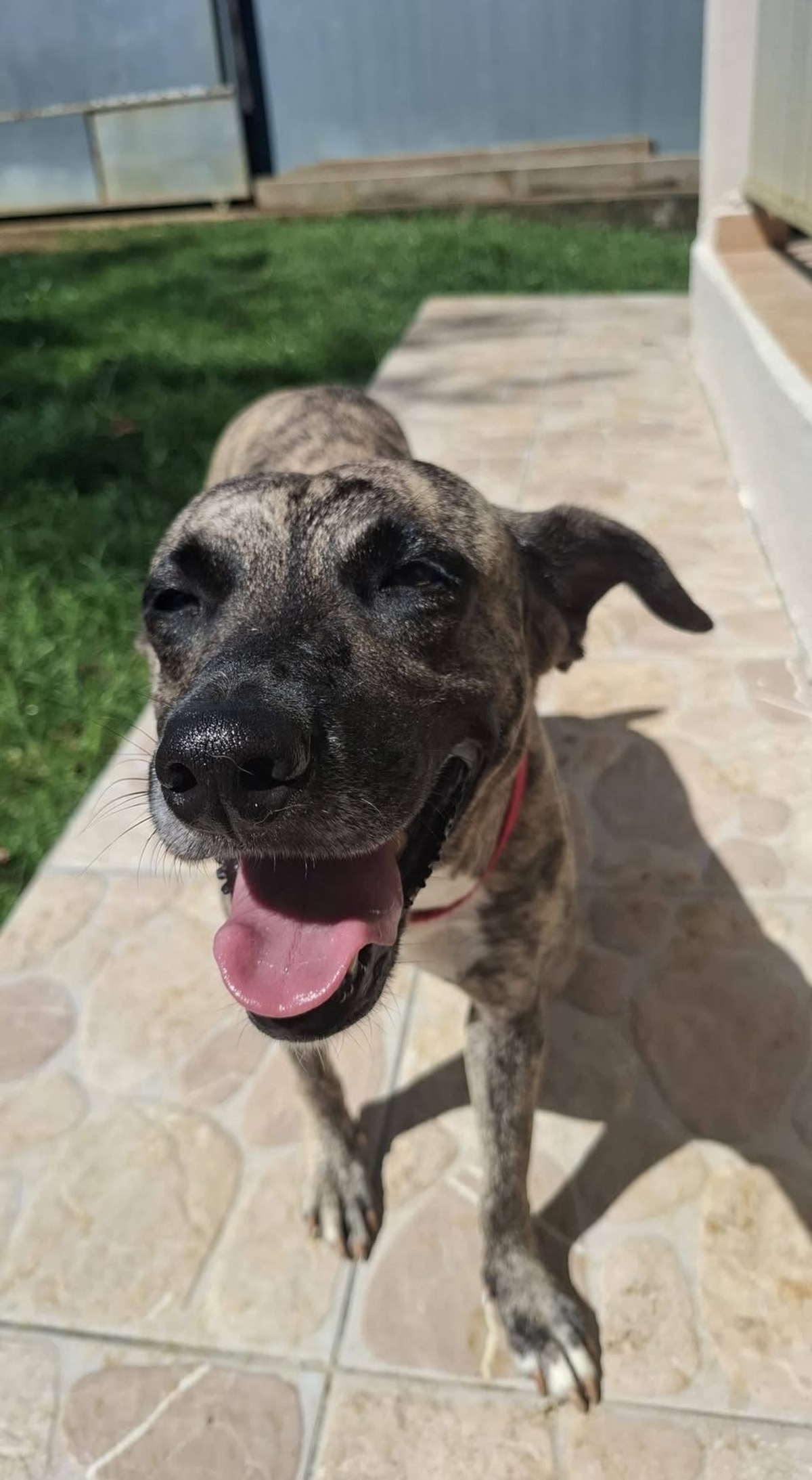 Adoption Donna