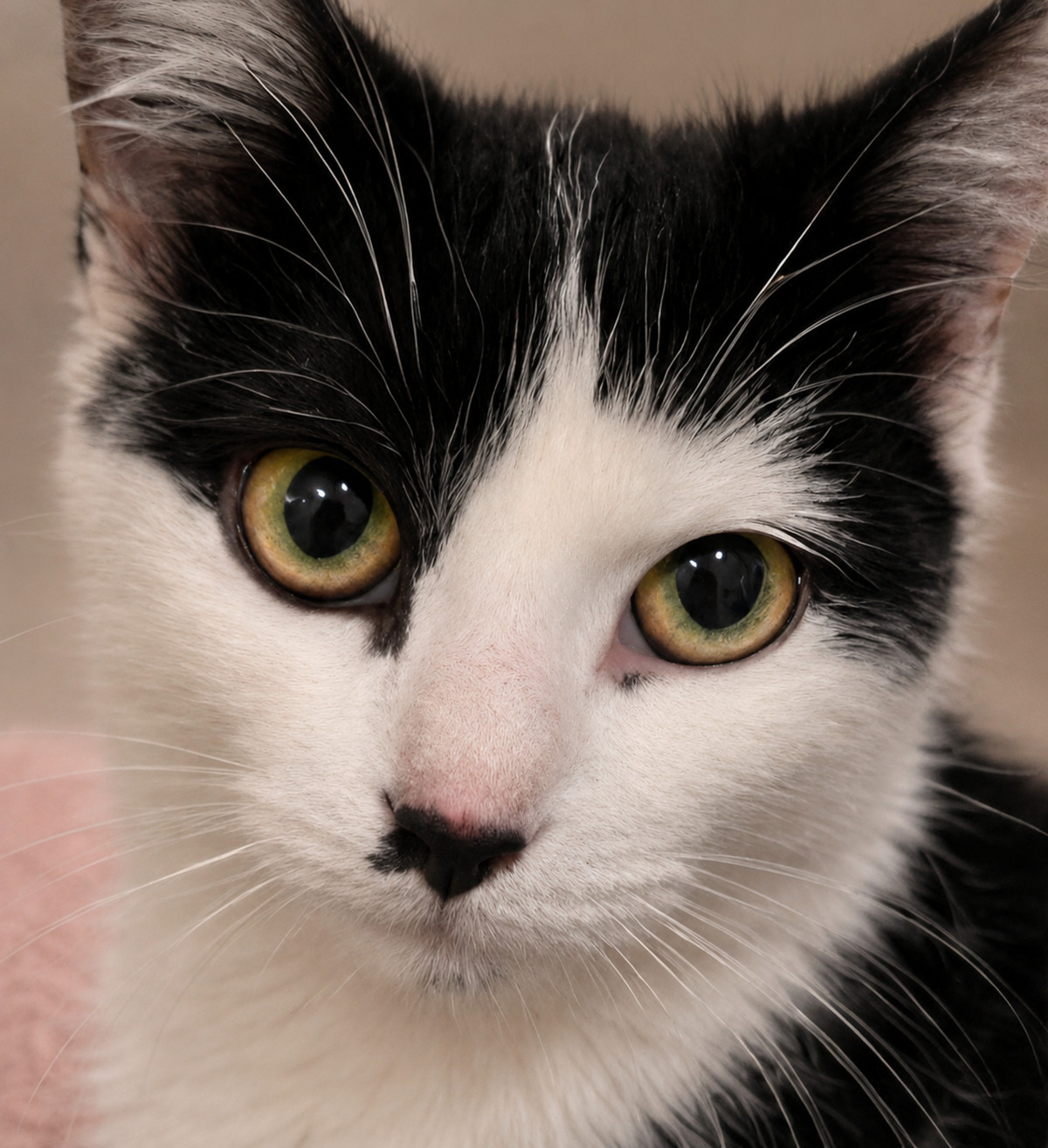 Adoption Moka