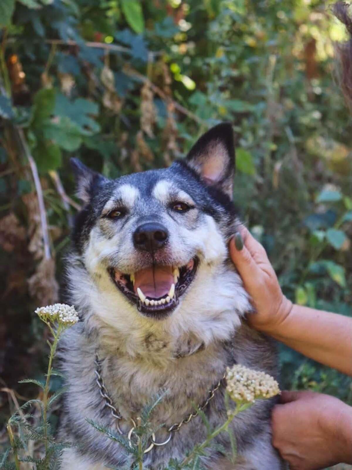 Adoption Amie