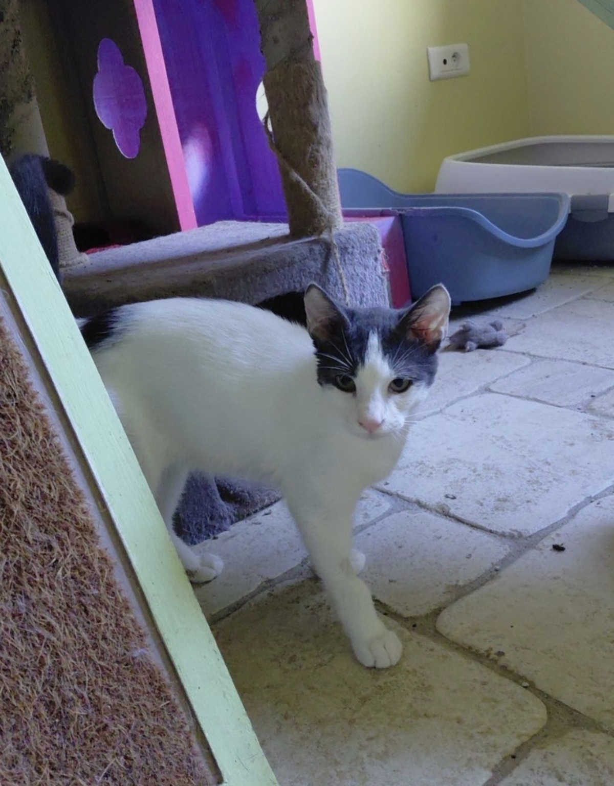 Adoption Pity