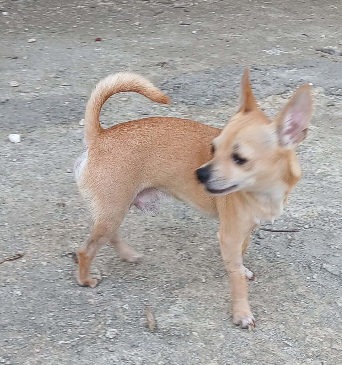 Adoption Ulysse