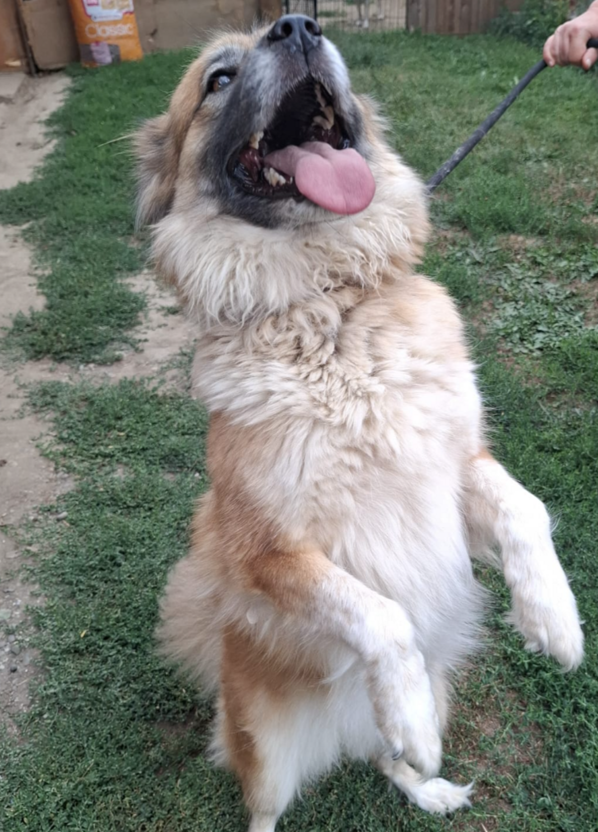 Adoption Summer