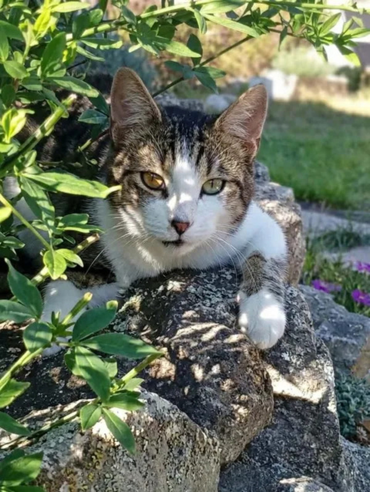 Adoption Peroni