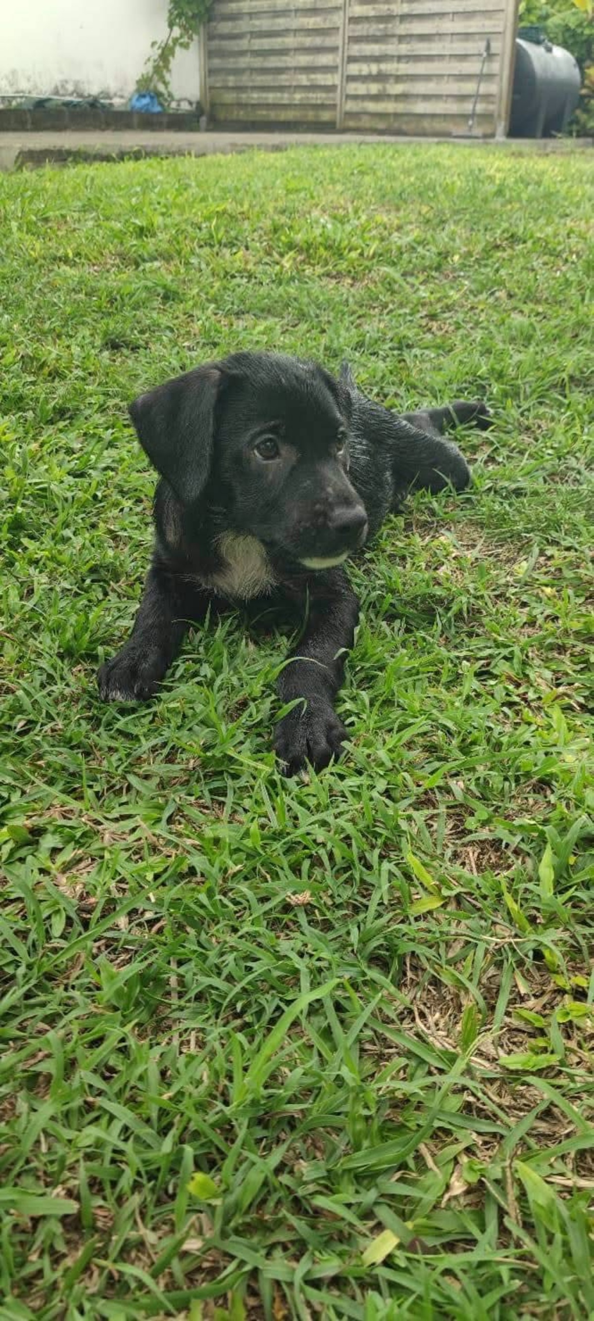 Adoption Bongo
