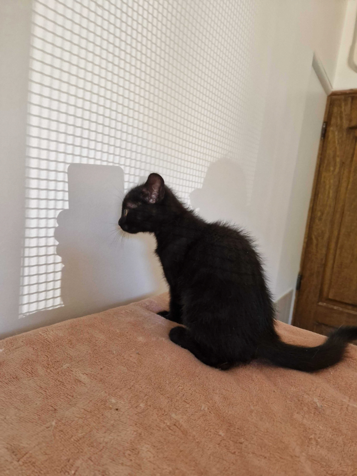 Adoption Bornéo