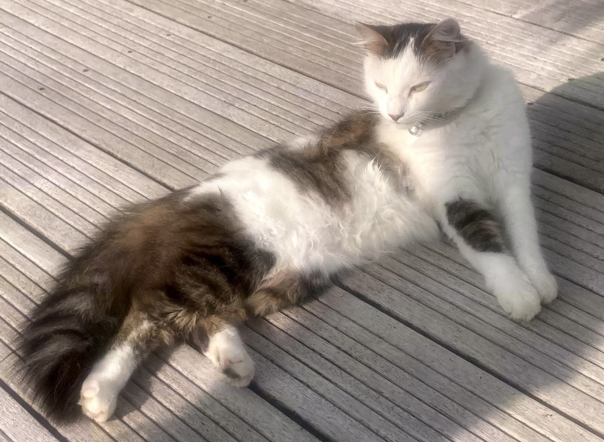Adoption Praline