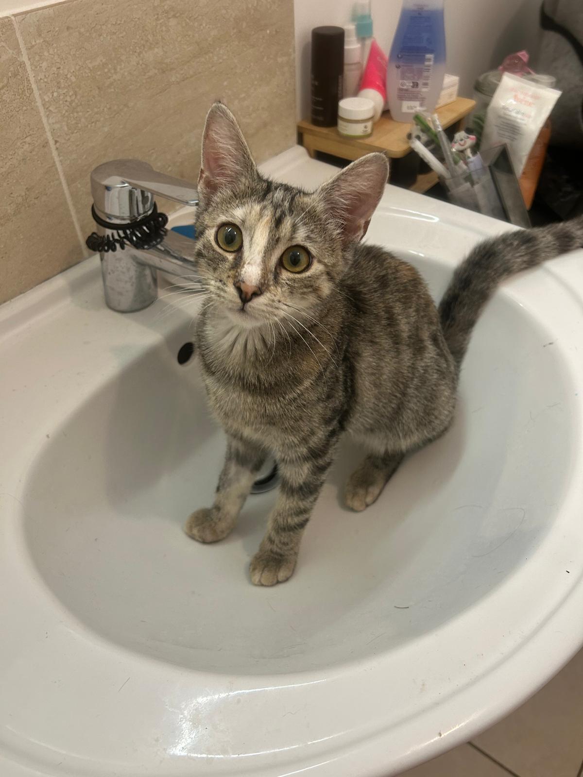 Adoption Mia