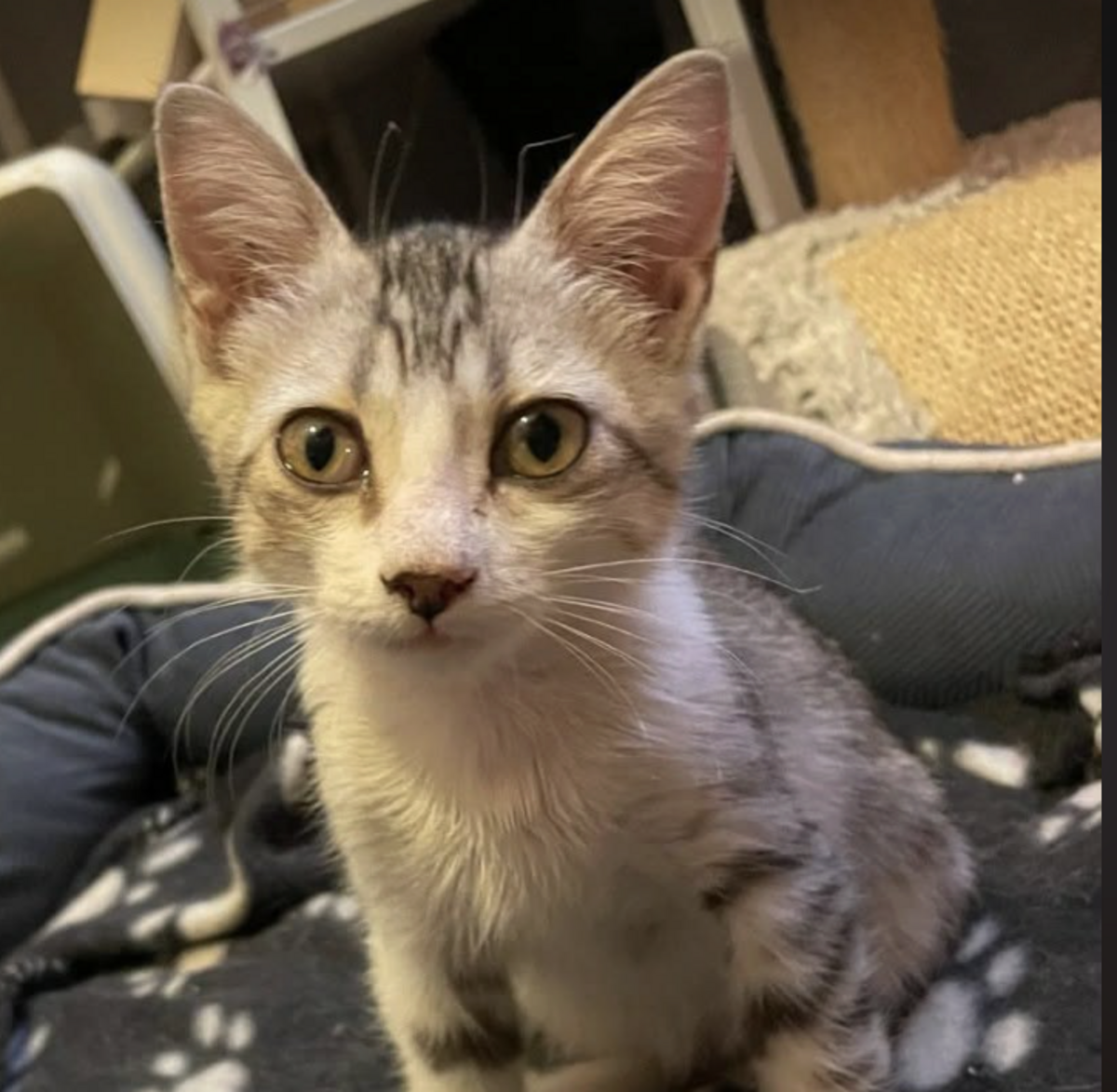 Adoption NINJA 