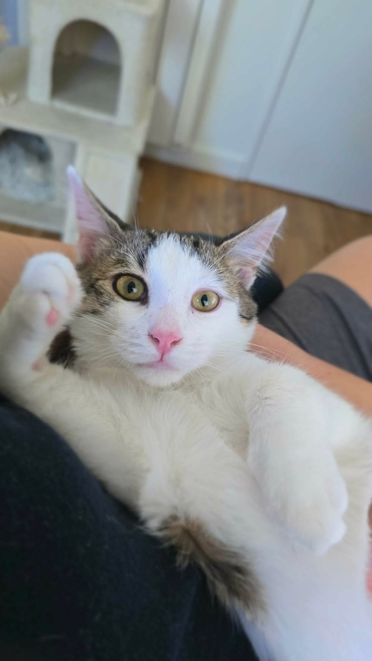 Adoption RODÉO 